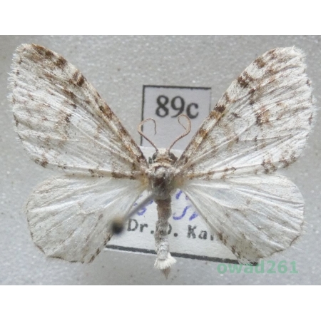 Venusia cambrica Curtis, 1839 Czech89c